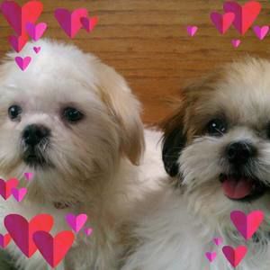 Meet your Posher, Renee